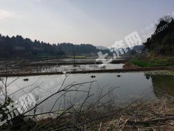 资阳乐至县 113亩 水田 经营权转让