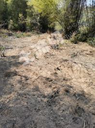 阳江阳西县 45亩 其它林地 经营权出租