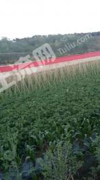 抚顺新抚区 5亩 水浇地 经营权出租