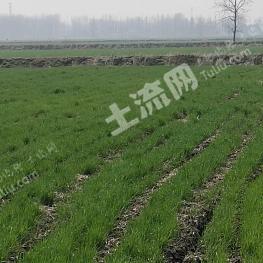 凉山越西县 19850亩 水浇地 经营权出租