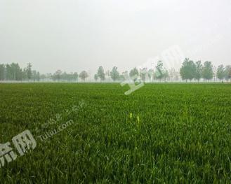 凉山昭觉县 28540亩 水浇地 经营权出租