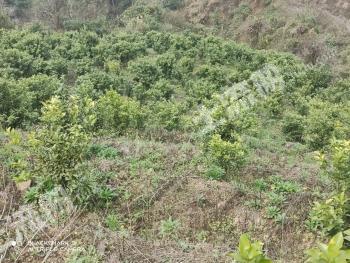 百色西林县 28亩 果园 经营权出租