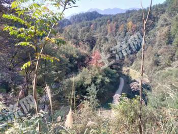常德石门县 10000亩 有林地 经营权出租