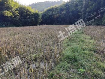 肇庆广宁县 64亩 水田 经营权出租