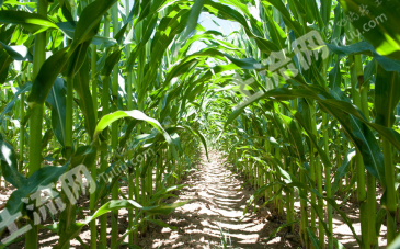 双鸭山宝清县 120亩 旱地 经营权出租
