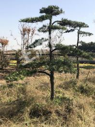 常州武进区50亩林地-灌木林地经营权转包