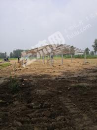 菏泽单县 12亩 人工牧草地 经营权转包