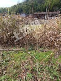 抚州黎川县200亩水田出租，另有荒山500亩出租或者经营权合作。