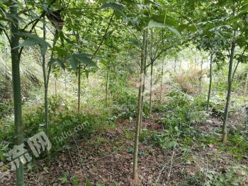 巴中南江县 6000亩 有林地 经营权转让