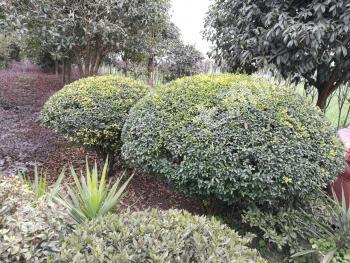 德阳绵竹市4亩其它耕地经营权转包