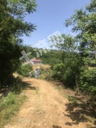 宜昌远安县 380亩 其它林地 经营权出租