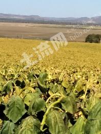 张家口张北县 680亩 水浇地 经营权出租