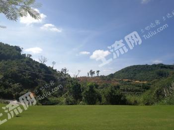 海南保亭黎族苗族自治县 42亩 果园 经营权转包