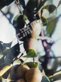 保山施甸县 300亩 其它耕地 经营权转让