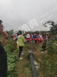 60亩 水浇地水果采摘园 经营权转让