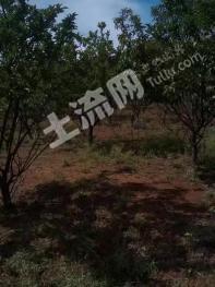 朝阳凌源市 600亩 畜牧养殖用地 经营权出租