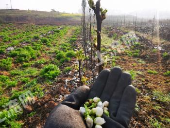 德阳罗江区 400亩 旱地 经营权出租