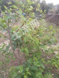 清远佛冈县 2.5亩 果园 经营权出租