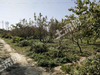 德州德城区 23亩 果园 经营权出租