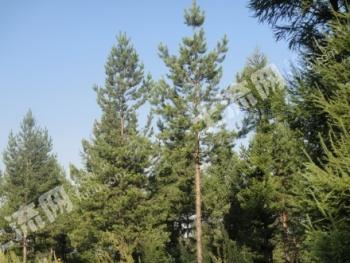 延边珲春市 10000亩 灌木林地 经营权转让