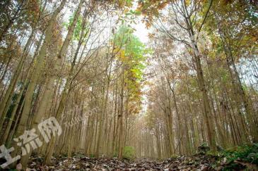 绵阳北川羌族自治县8936.25亩其它林地经营权转让
