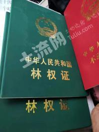 漳州南靖县 1200亩 其它林地 经营权转让