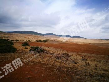 凉山盐源县 8000亩 人工牧草地 经营权出租