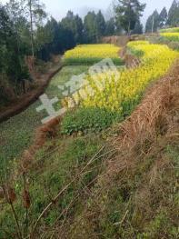 南充阆中市 10亩 畜牧养殖用地 经营权出租