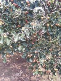 山东青岛胶州 10亩 果园 经营权出租