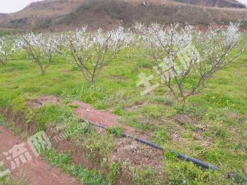 自贡荣县 43亩 果园