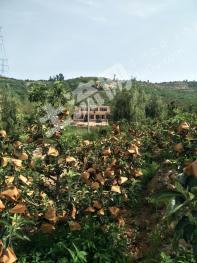 葫芦岛绥中县350亩其它林地经营权转让