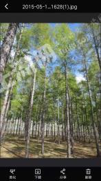 齐齐哈尔克东县 380亩 有林地 经营权转让