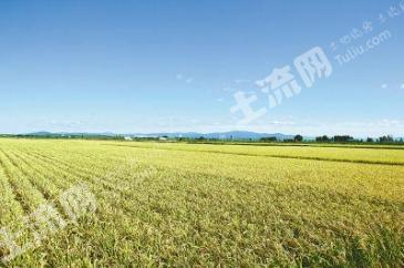 哈尔滨呼兰区 27.88亩 旱地 经营权转让