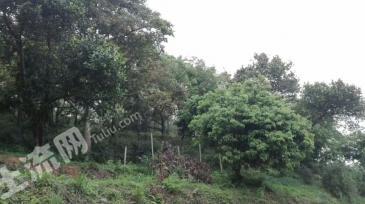 揭阳揭西县 256亩 灌木林地 经营权转让