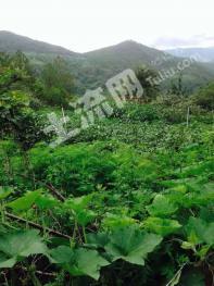 大理漾濞彝族自治县 210亩 其它林地 经营权转让