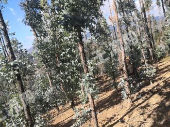 红河石屏县 1362亩灌木林地 经营权转让