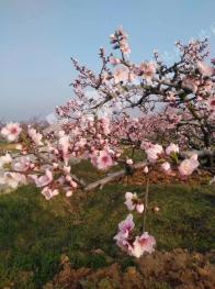 襄阳市宜城市 200亩 果园 经营权转让