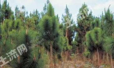 楚雄永仁县 3000亩 乔木林地 经营权转让