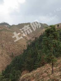 怀化洪江市 1480亩 有林地 经营权合作