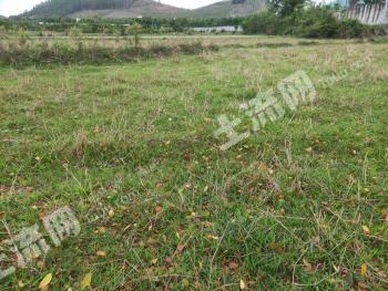 海南乐东黎族自治县30亩旱地经营权出租