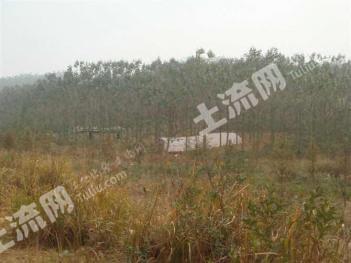 芜湖芜湖县 551亩 乔木林地 经营权转让