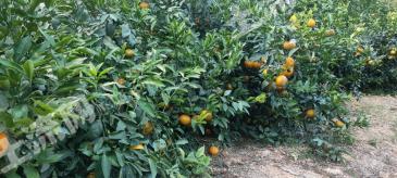 玉溪新平彝族傣族自治县70亩水浇地经营权转让