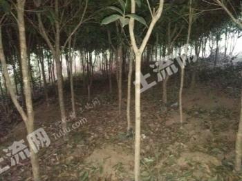 黔西南普安县 1.3亩 其它林地 经营权转让