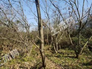 常德桃源县 170亩 灌木林地 经营权合作