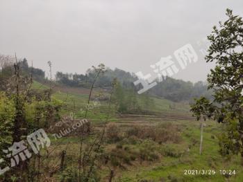 雅安天全县120亩旱地经营权出租