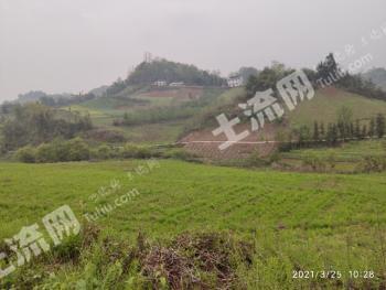 雅安天全县220亩旱地经营权出租