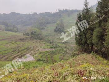 雅安天全县 200亩 旱地 经营权出租