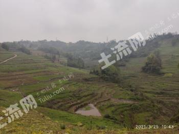 雅安天全县100亩 水浇地 经营权转让