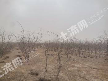 图木舒克市70亩果园经营权转让