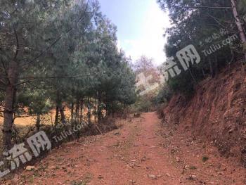 云南大理 1000亩 华山松林地经营权出租 可种植药材或养殖还可收松子